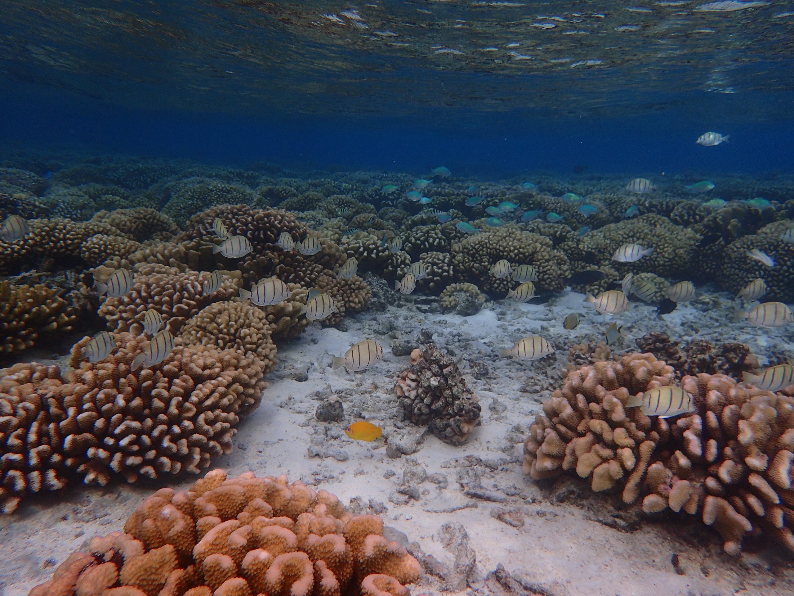 A vibrant coral reef
